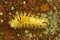 Caterpillar of the pale tussock.