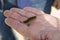 Caterpillar on palm of hand