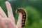 Caterpillar on the palm of a person, a hairy insect, a large black, brown, orange caterpillar crawls on the fingers on