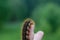 Caterpillar on the palm of a person, a hairy insect, a large black, brown, orange caterpillar crawls on the fingers on