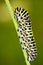 Caterpillar Papilio machaon