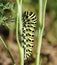 Caterpillar Papilio machaon