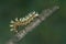 caterpillar of Papilionidae in the branch