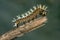 caterpillar of Papilionidae in the head branch