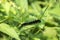 Caterpillar of peacock butterfly eats the leaves of the nettle