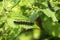 Caterpillar of peacock butterfly eats the leaves of the nettle