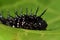 Caterpillar peacock butterfly, Inachis io