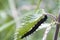 Caterpillar peacock butterfly (Inachis io)