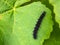 Caterpillar of a peacok butterfy.