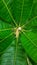 a caterpillar perched on a mango tree

ï¿¼