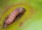 Caterpillar pest Codling moth crawls on a green apple