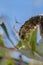 Caterpillar pest eating crops, close-up, phone vertical orientation a