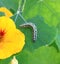 Caterpillar Pieris Brassicae on garden nasturtium, Tropaeolum majus