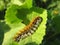 Caterpillar Pine Processionary moving on a green leaf