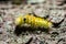 Caterpillar Pine Processionary species Thaumetopoea pityocampa m