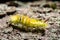 Caterpillar Pine Processionary species Thaumetopoea pityocampa m
