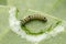 Caterpillar of plain tiger, Danaus chrysippus, Satara, Maharashtra