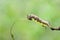 Caterpillar of popinjay butterflyresting on theirs host plant leaf