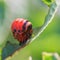 Caterpillar of potato beetle eats potatoes