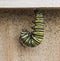 Caterpillar Preparing for Metamorphosis