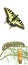 Caterpillar , pupae, and swallowtail butterfly