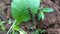 Caterpillar on radish leaf