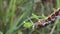 Caterpillar Rose myrtle lappet moth eating leaf of common barbary plant