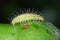 Caterpillar of the rose plume moth Cnaemidophorus rhododactyla Pterophoridae on a damaged rose bud in garden.