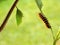 Caterpillar of a rusty tipped page butterfly spiroeta epaphus crawling on a leaf in front of a pupa blurred green background