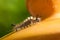 Caterpillar of the Rusty Tussock Moth