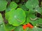 Caterpillar s eat Nasturtium leaves