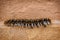 Caterpillar on the sand in Bolivia