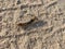 Caterpillar on the sand. A multicolored caterpillar crawls on the ground in summer in sunlight. Nature, insects.