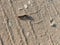 Caterpillar on the sand next to the stones. A multicolored caterpillar crawls on the ground in summer in sunlight. Nature, insects