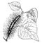 Caterpillar of the Satin Moth, vintage illustration