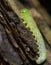 caterpillar of a sawfly, Tenthredinidae, sitting on a pine bark