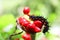 Caterpillar on the seeds of the konjac.