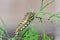 Caterpillar Shuffles Along Dill Weed