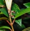 Caterpillar of silk moth bombycidae