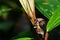 Caterpillar of silk moth bombycidae