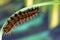 Caterpillar of the Silverwashed Fritillary