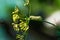 A caterpillar sitting on a fresh dill plant