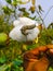 caterpillar Sitting on Gossypium herbaceum.monarch caterpillar.it is black caterpillar.Its Another names is Queen caterpillar.