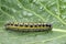 Caterpillar of small cabbage white butterfly