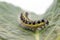 Caterpillar of small cabbage white butterfly