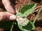 Caterpillar on soybean leaf