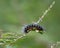 Caterpillar Sparkling in the Sun