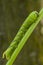 Caterpillar of the sphinx of the skull, Acherontia atropos, climbing the stem of its nutritious plant