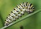 Caterpillar spinning a cocoon