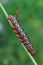 Caterpillar of Spurge Hawk-moth (Hyles euphorbiae)